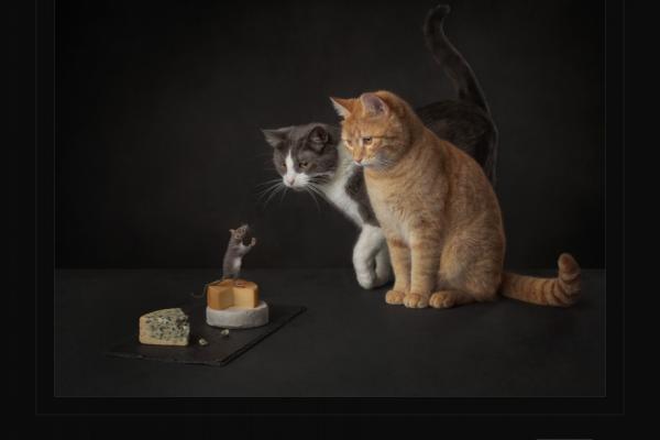 2019 ASP Best of the Best