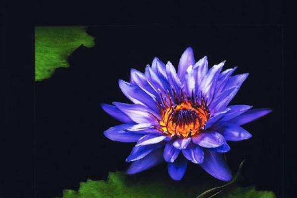 2006 ASP Best of the Best