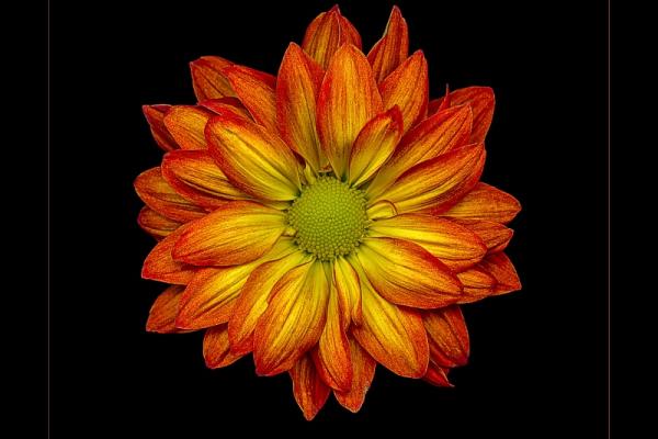 2016 ASP Best of the Best