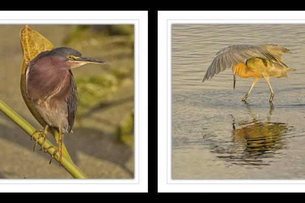 ASP Best of the Best 2013